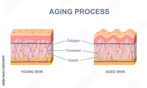 Skin aging process