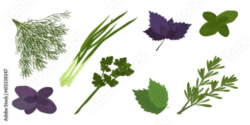 A set of fresh herbs and spices. Isolated on a white background. Menu design of cafe, bar, restaurant, snack bar. Vector flat illustration.