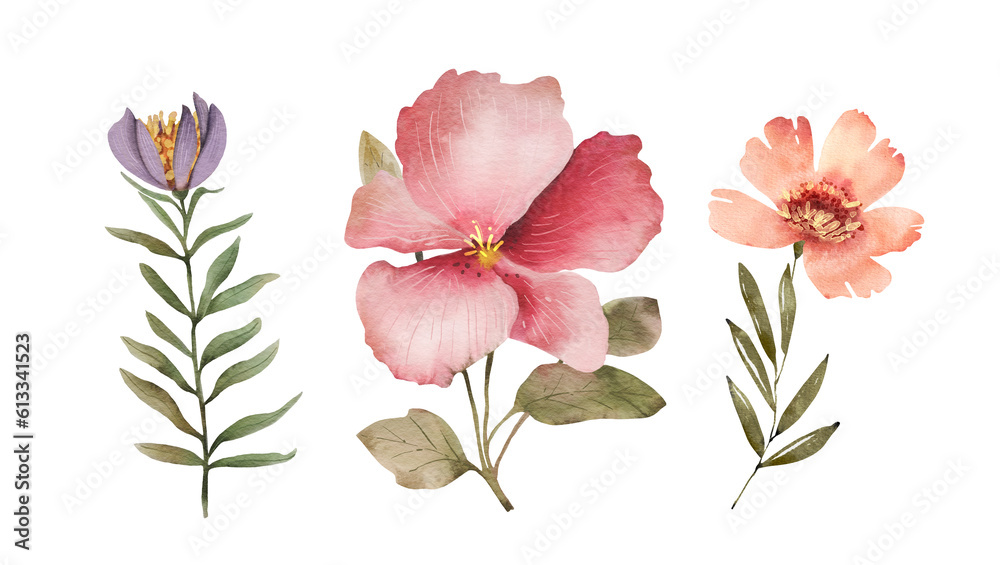 Botanical set of watercolor illustrations flowers and plants on a white background. hand painted .