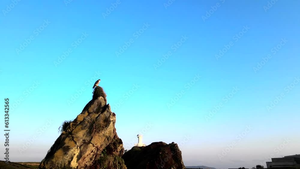 파란 하늘을 뒤로하고 기암절벽 위 사냥을 기다리는 제주도의 매-제주, 한국, 드론 뷰 4k