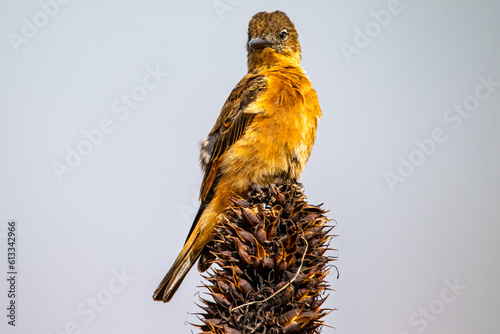 pássaro pousado em vegetação bird perched on vegetation photo