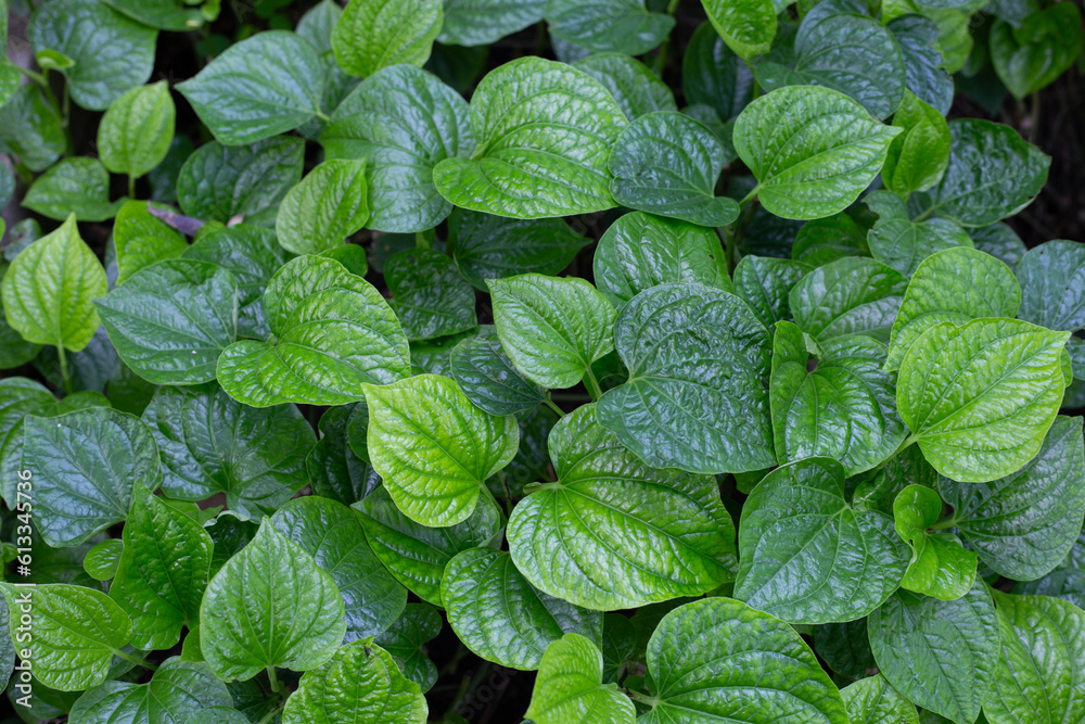 Fresh leaves of wild betel Fresh leaves of wild betel