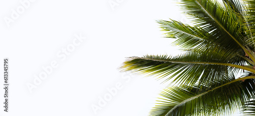 Coconut palm trees with blue sky