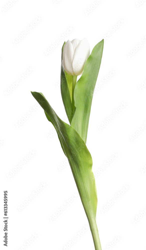One beautiful delicate tulip isolated on white One beautiful delicate tulip isolated on white