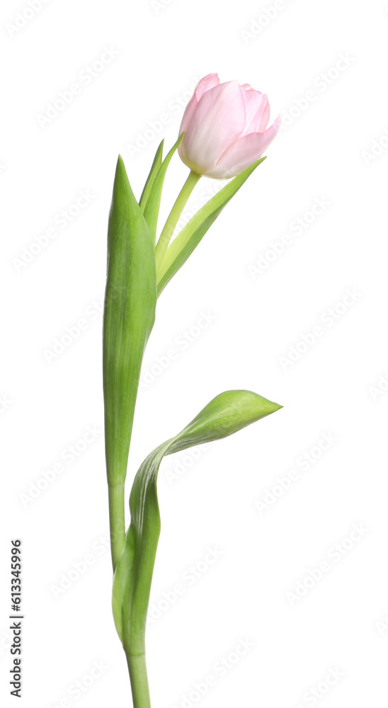 One beautiful delicate tulip isolated on white One beautiful delicate tulip isolated on white