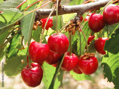 Red Cherries hanging on a cherry tree branch. Macro shot on Ripe Sweet Cherries Fruit on the Tree in the summer garden. photo