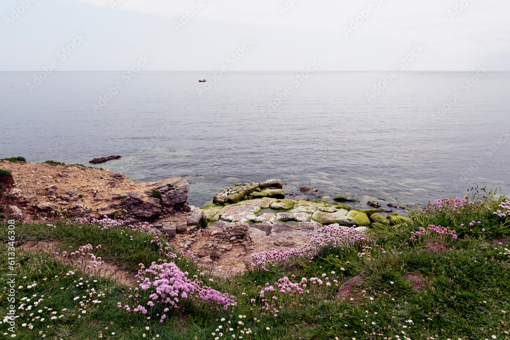 Seascape with wild flowers in the foreground Seascape with wild flowers in the foreground