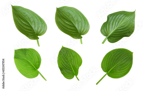 Set of green leaves isolated on transparent background. Hostas or plantain lilies. Elements for design.
