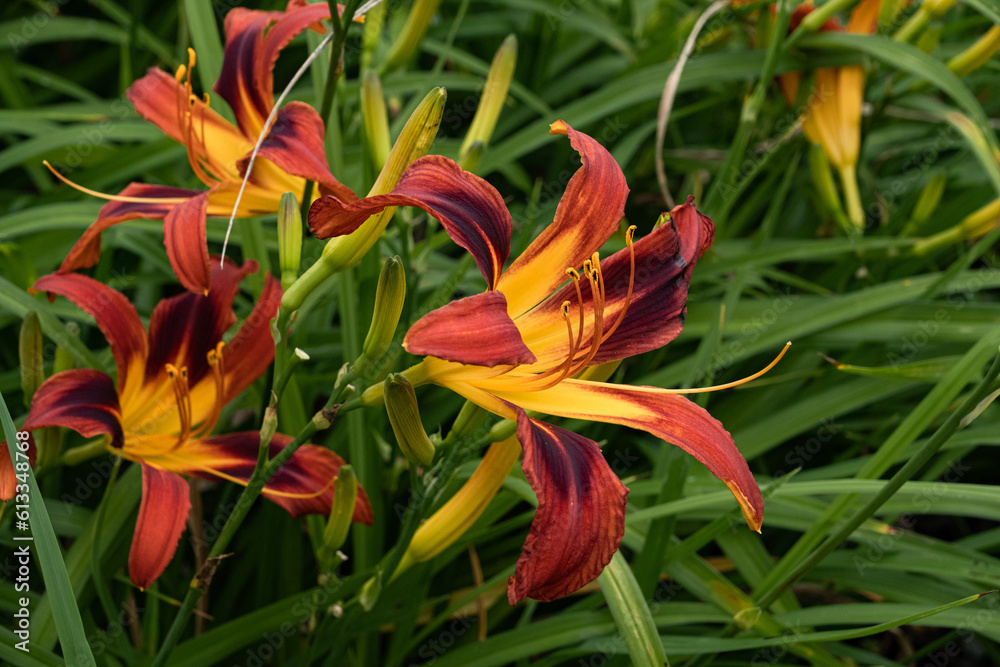 Obraz premium ワスレグサ