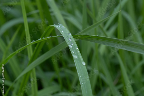 雨の日