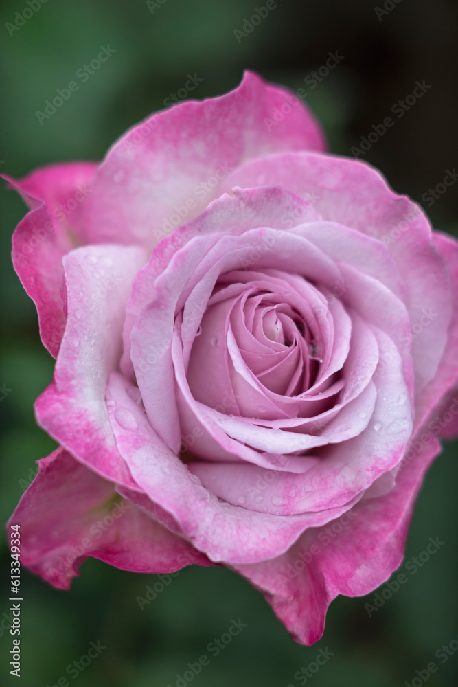 雨に濡れるピンクのバラの花 雨に濡れるピンクのバラの花