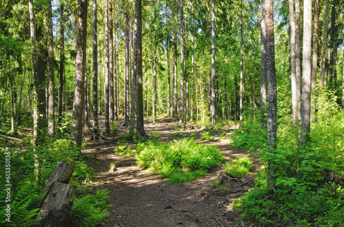 path through Finnish forest in Finland. A public rural park area 