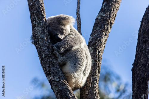 Photography koala
