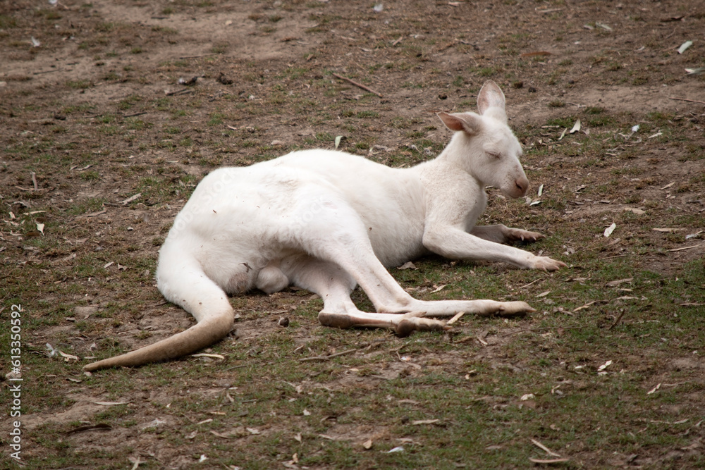 the albino kangaroo is all white with pink eyes, ears and nose. the albino kangaroo is all white with pink eyes, ears and nose.