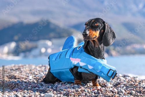 Dog in cartoon blue life jacket stands half-turned against backdrop of sea, mountains, proud watchdog lifeguard. Puppy, kid in a children camp learns to swim. Active recreation, water sports, holidays photo