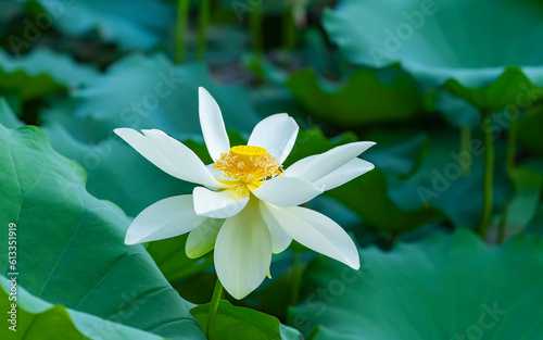 white lotus flower in pond