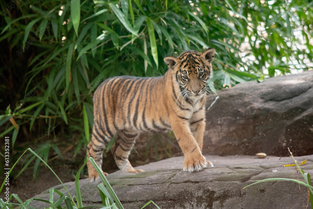 Tiger cubs are born small, blind, and weak. They're born with all their stripes and drink their mother's milk until they are six months old and then only eat meat. Tiger cubs are born small, blind, and weak. They're born with all their stripes and drink their mother's milk until they are six months old and then only eat meat.