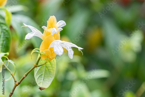 Pachystachys lutea, known as the golden shrimp plant or lollipop plant.