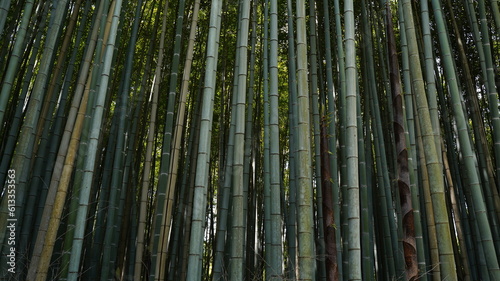 Bamboo forest in Japan 