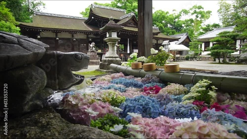 あじさいの花で彩られた兵主大社の手水舎 （2023年6月, 滋賀県野洲市） photo