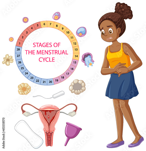 Stages of the Menstrual Cycle Concept