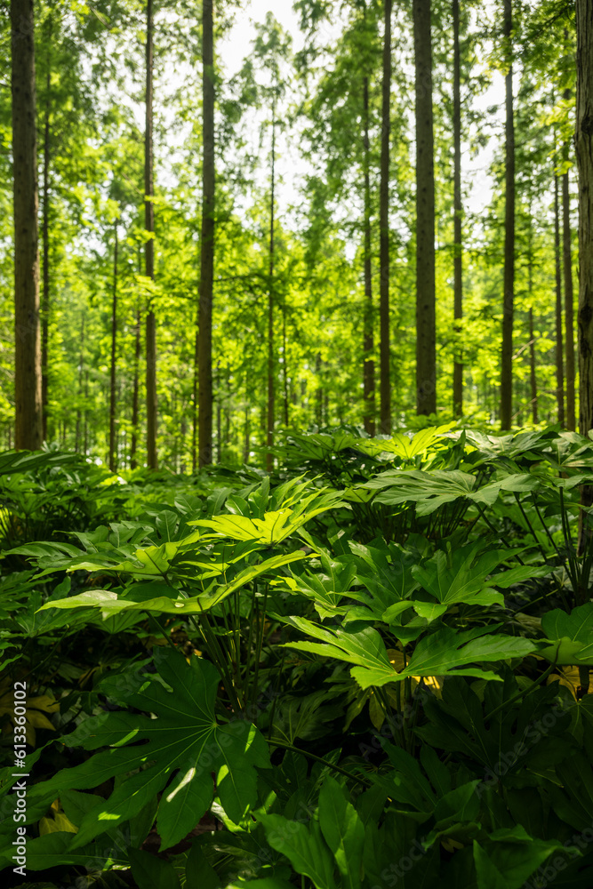 Fototapeta premium green forest in the morning