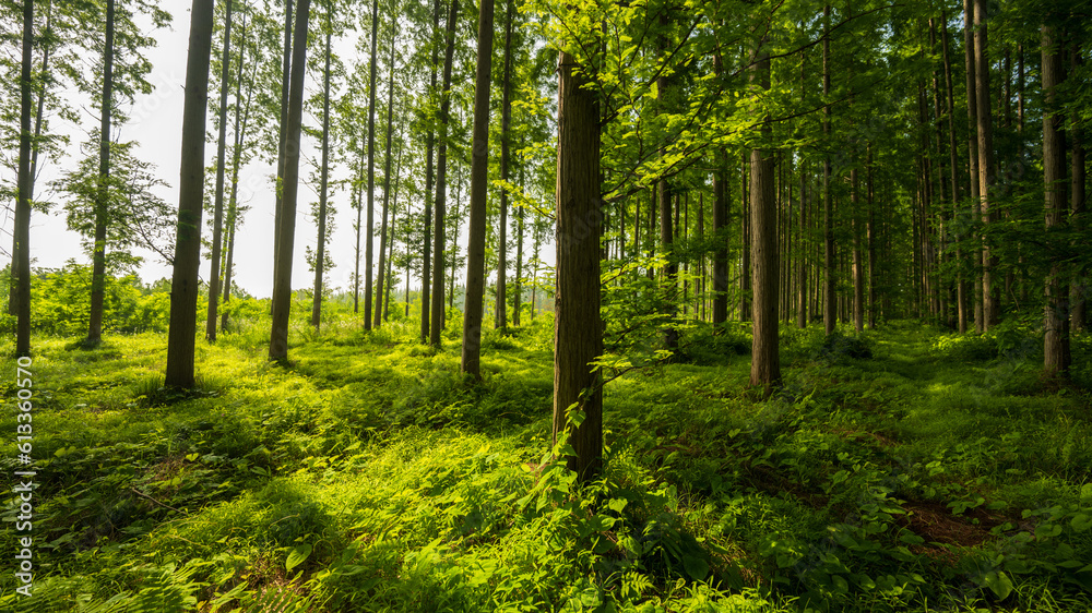Obraz premium green forest in the morning