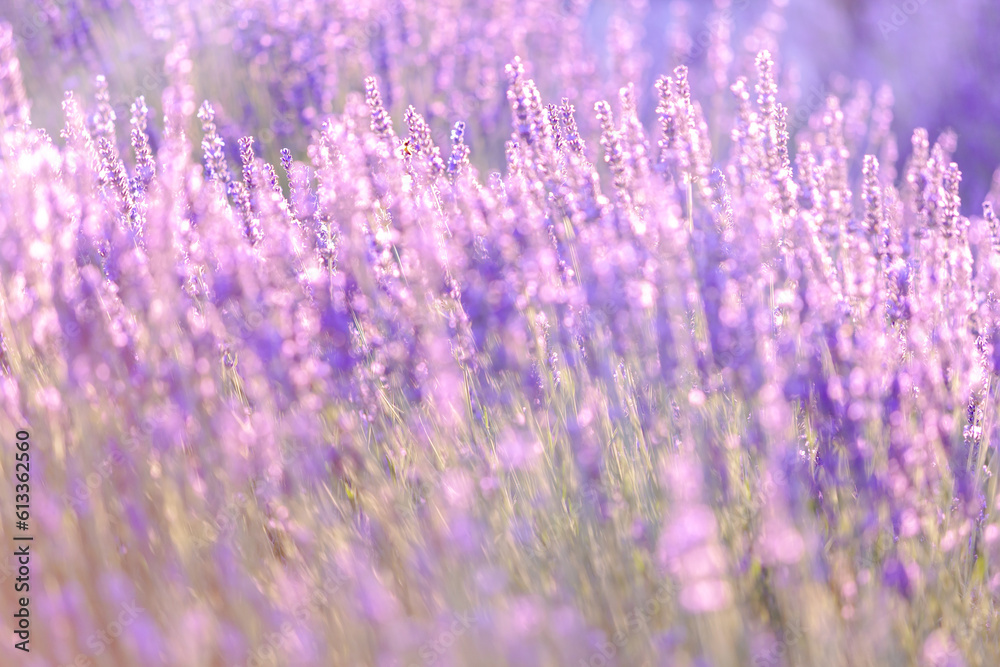 Obraz premium Lavender bushes closeup on sunset. Sunset gleam over purple flowers of lavender. Provence region of France.