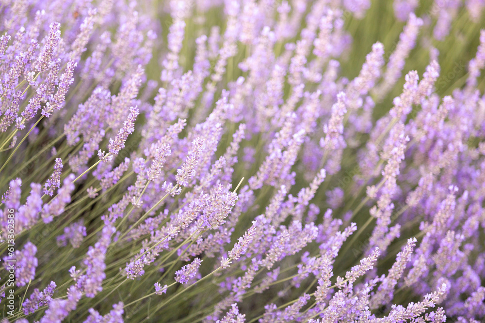 Fototapeta premium Lavender bushes closeup on sunset. Sunset gleam over purple flowers of lavender. Provence region of France.