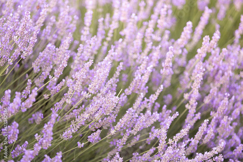 Lavender bushes closeup on sunset. Sunset gleam over purple flowers of lavender. Provence region of France.