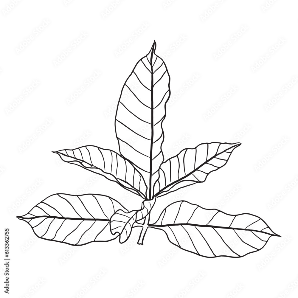 silhouette of a leaf