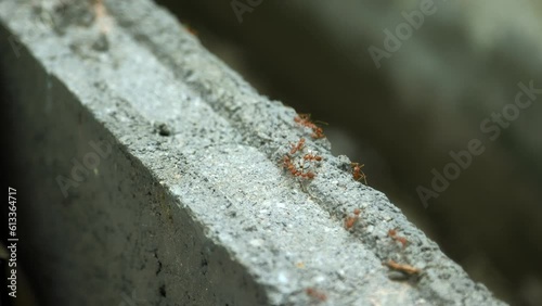 A colony of red ants walking on the brick block.