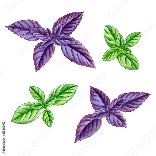 drawing basil with green and purple leaves, leaf vegetable, aromatic herbs, hand drawn illustration photo