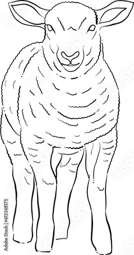 Minimal line art of sheep