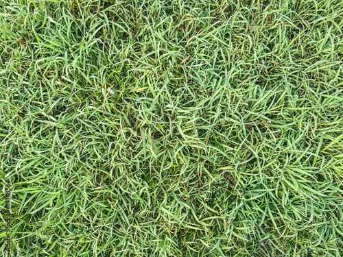 freshly cut grass, macro low angle shot. Fresh and healthy Green Grass Texture Background lawn. Natural green background of grass with selective focus. bright fresh spring grass texture, closeup