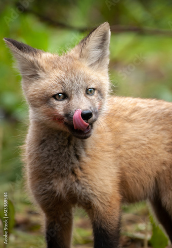 Fox Pup Licking Lips After a Meal