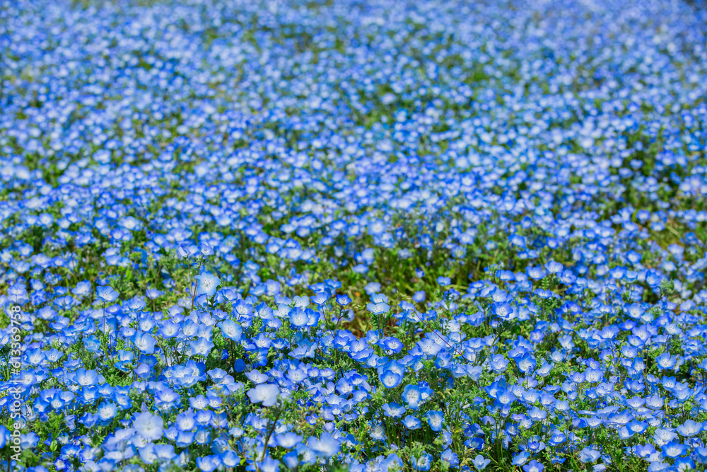 静岡県浜松市の春の花　ガーデン