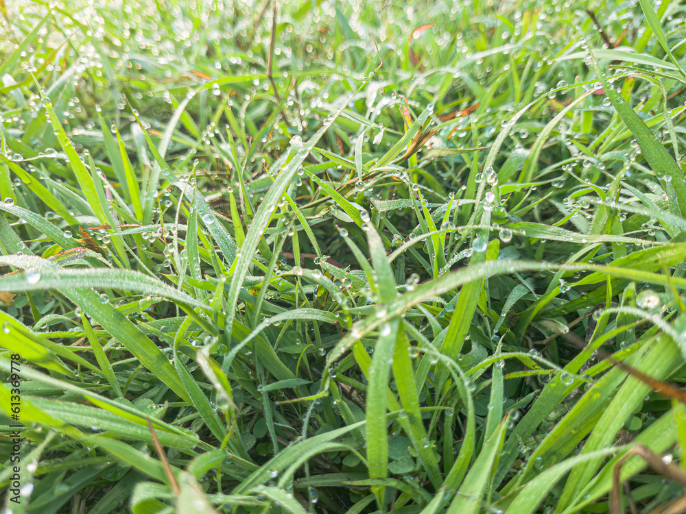 freshly cut grass, macro low angle shot. Fresh and healthy Green Grass Texture Background lawn. Natural green background of grass with selective focus. bright fresh spring grass texture, closeup freshly cut grass, macro low angle shot. Fresh and healthy Green Grass Texture Background lawn. Natural green background of grass with selective focus. bright fresh spring grass texture, closeup