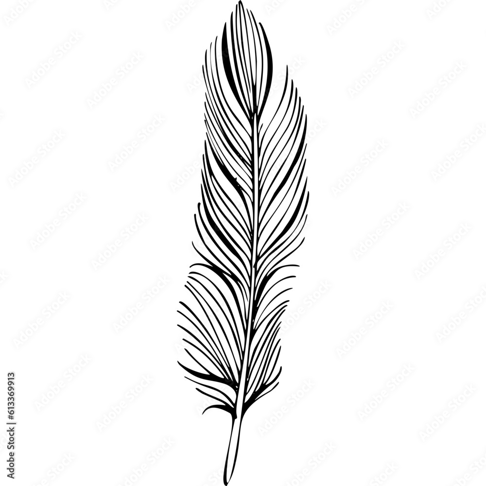 Fototapeta premium Bird feather. Hand drawn illustration converted to vector. Outline with transparent background