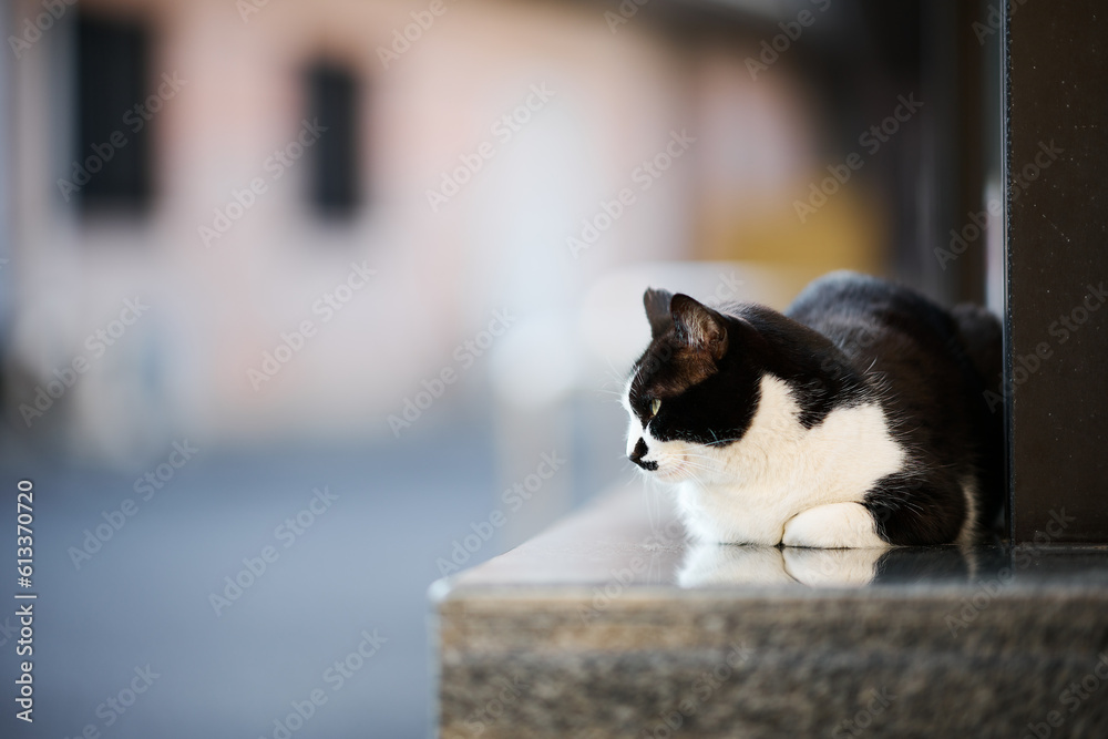 石の上に座っている白黒猫