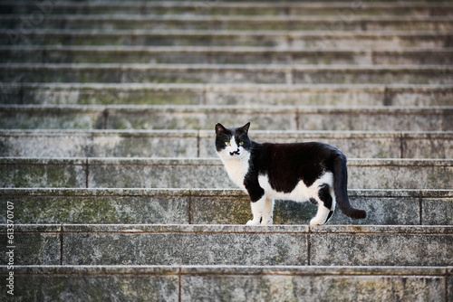階段の途中に立っている白黒猫