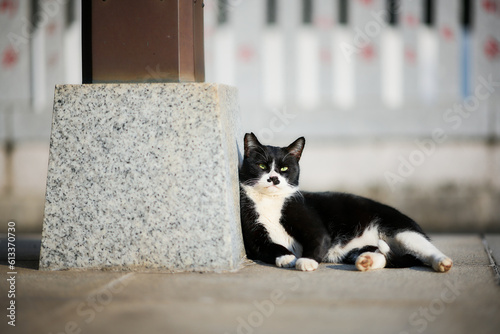 石の階段の上に座っている白黒猫