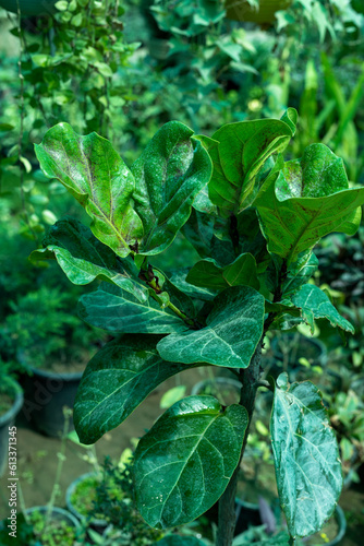 Ficus lyrata infected plant closeup photo