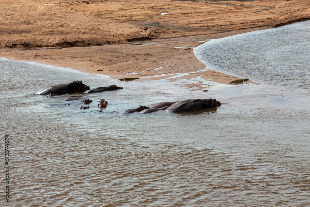 Fototapeta premium Hippos in the river, Kruger National Park
