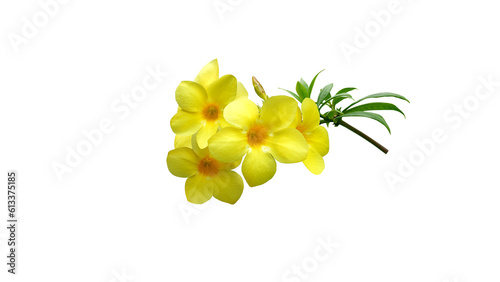 Close-up isolated image of yellow flower on png file at transparent background.