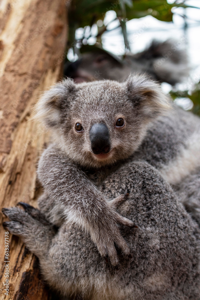Koala joey Koala joey