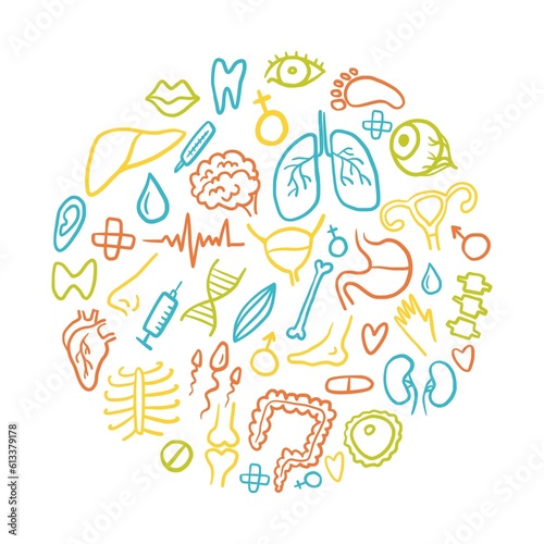 Round illustration from the collection of human organs, hand-drawn in the style of a doodle