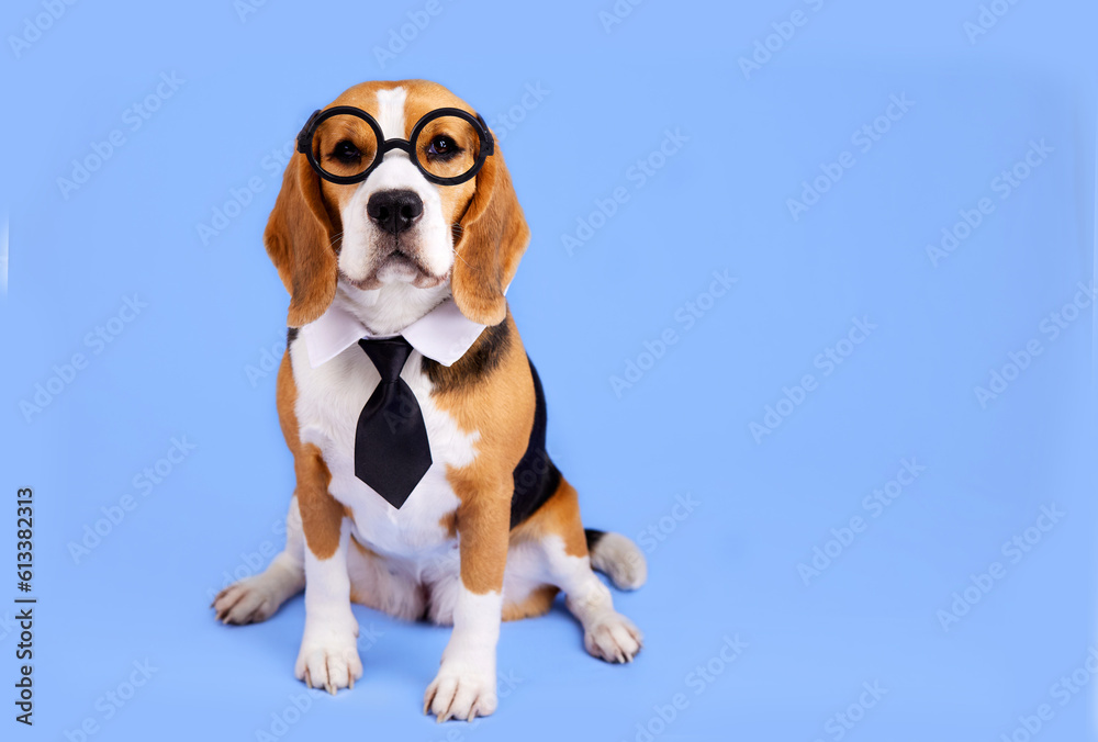 A beagle dog with a tie and glasses on a blue isolated background. The concept of education, back to school. 