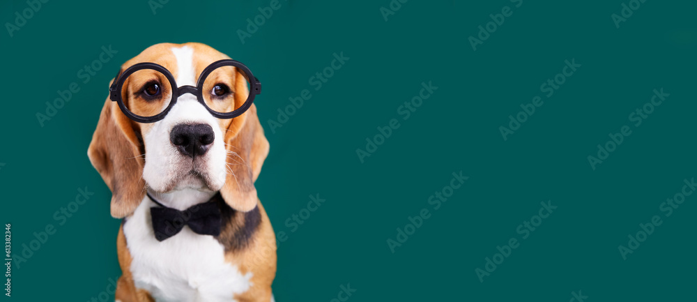 A beagle dog in a bow tie and round glasses on a green isolated background. The concept of education, back to school. Banner.