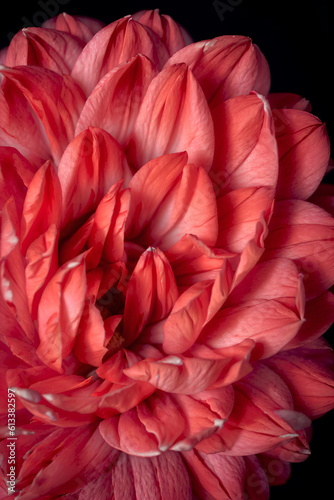 Close up of the petals red coloured flower  photography  Generative AI illustrations